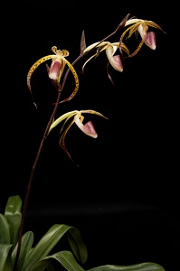 Paph. Memoria Joan Levy_Thornton Death Star_HCC/AOS 78 pts